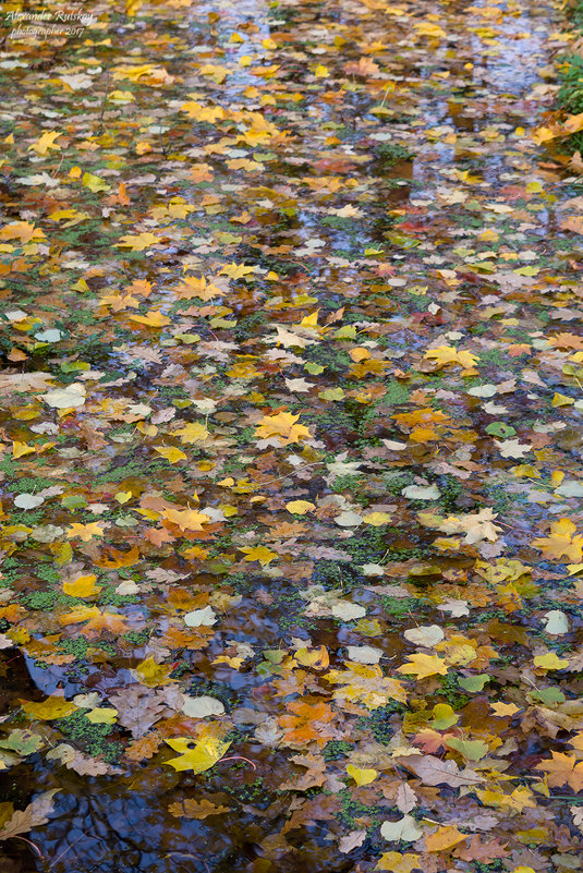 На ковре из желтых листьев - Александр Руцкой