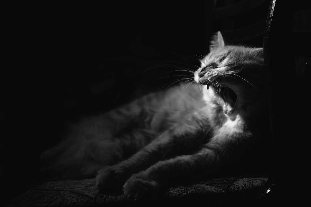 Страшнее кошки зверя нет_) - Александр Ещенко