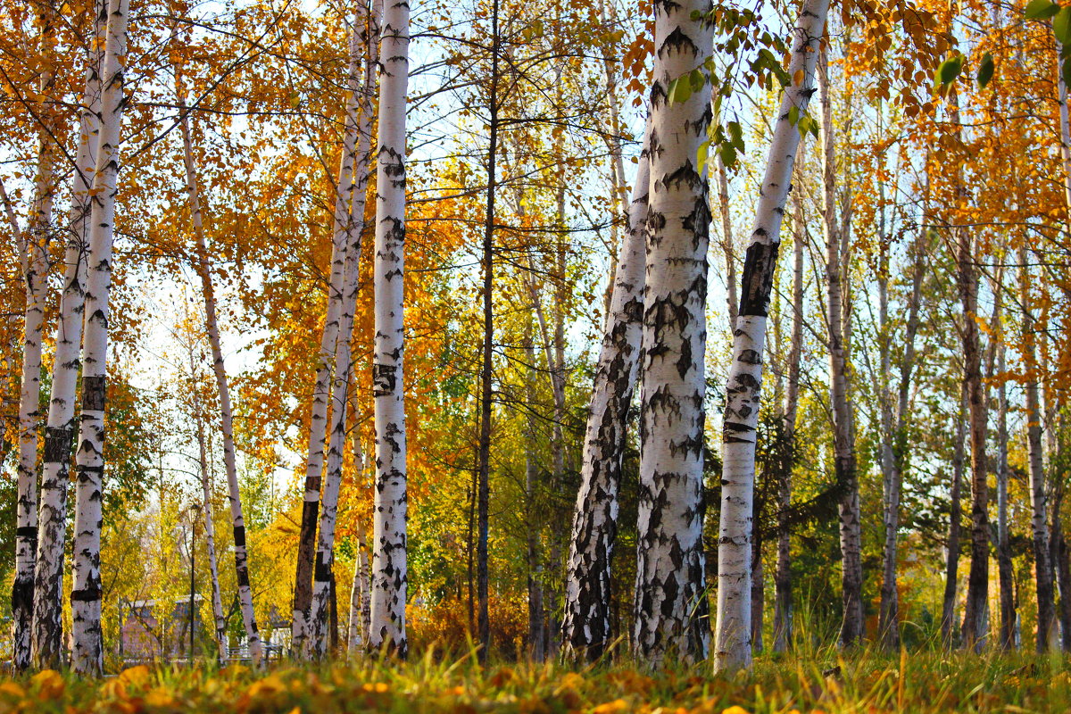 Цвета осени , - Олег Кондрашов