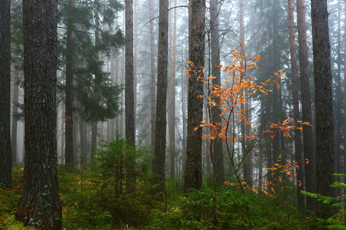 Туман в лесу. - Наталья 