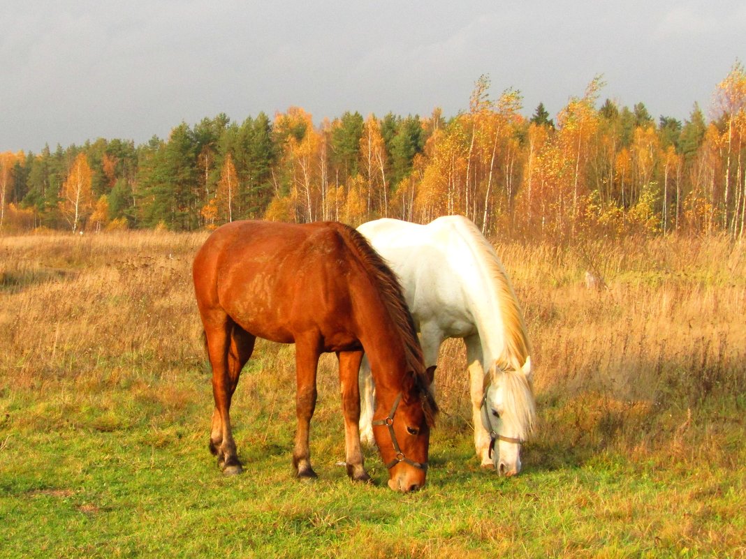 Пейзаж с лошадьми - Андрей Снегерёв