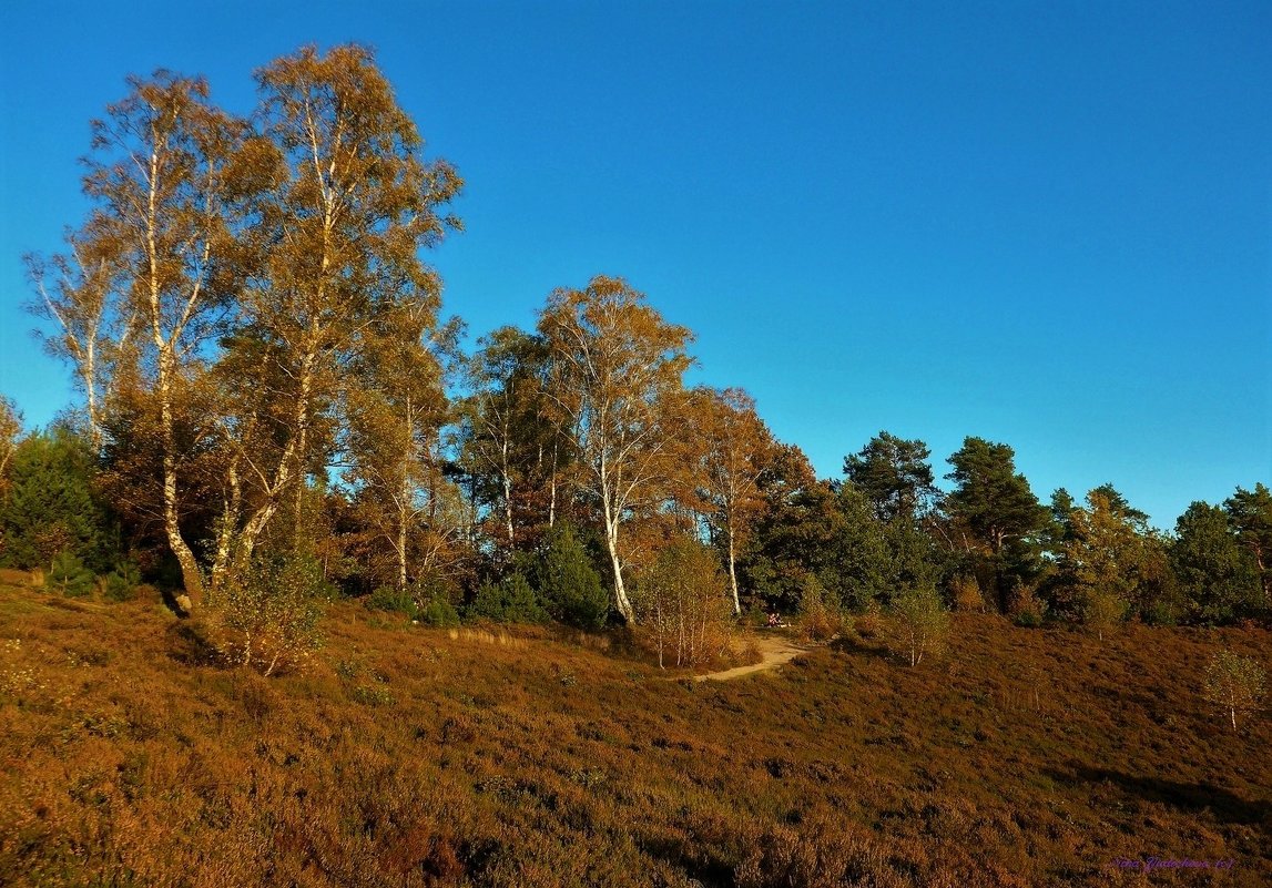 Fischbeker Heide - Nina Yudicheva