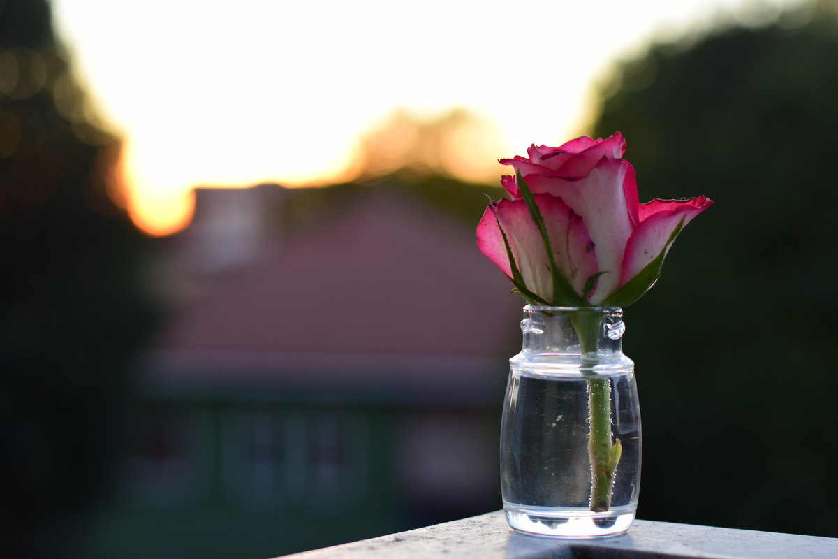 роза наслаждается закатом - Olesia Batsala 