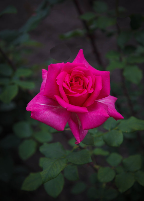 « …Зовется роза королевою недаром, Она – прекраснейшая из цветов,…» - Андрей Нибылица