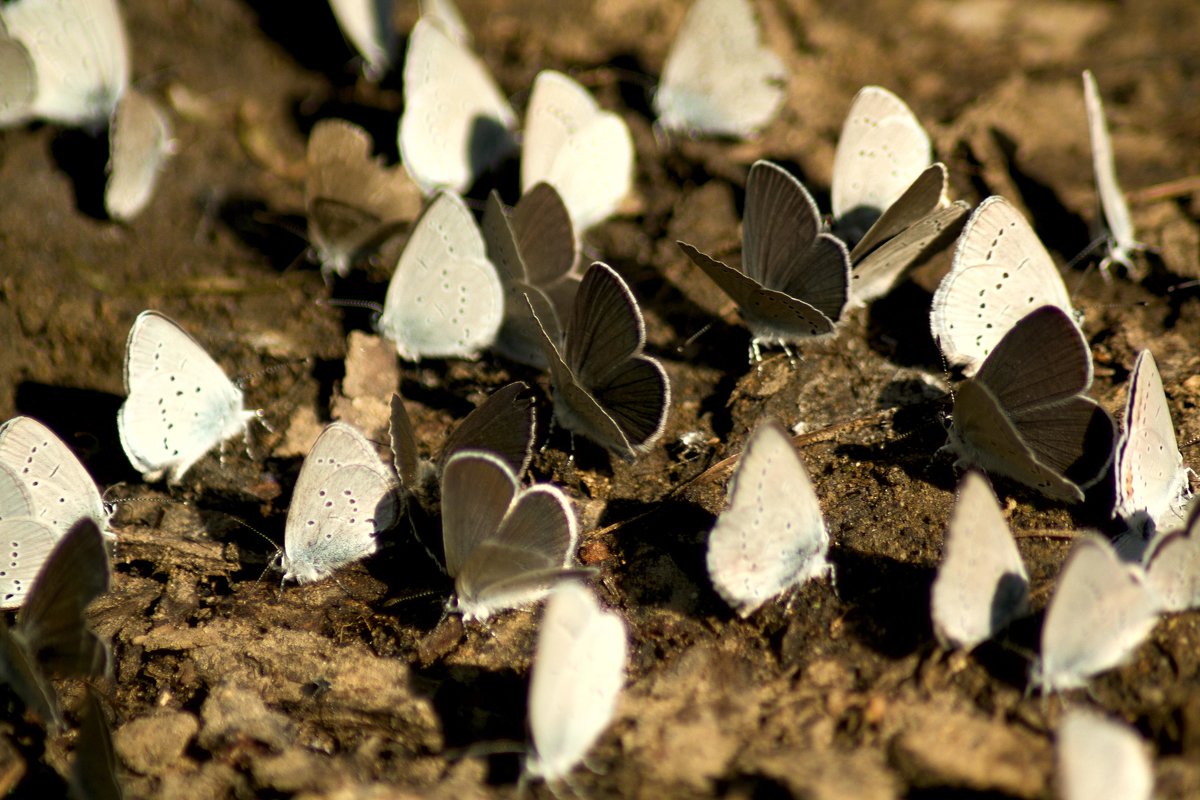 Белые бабочки - Марина Кириллова