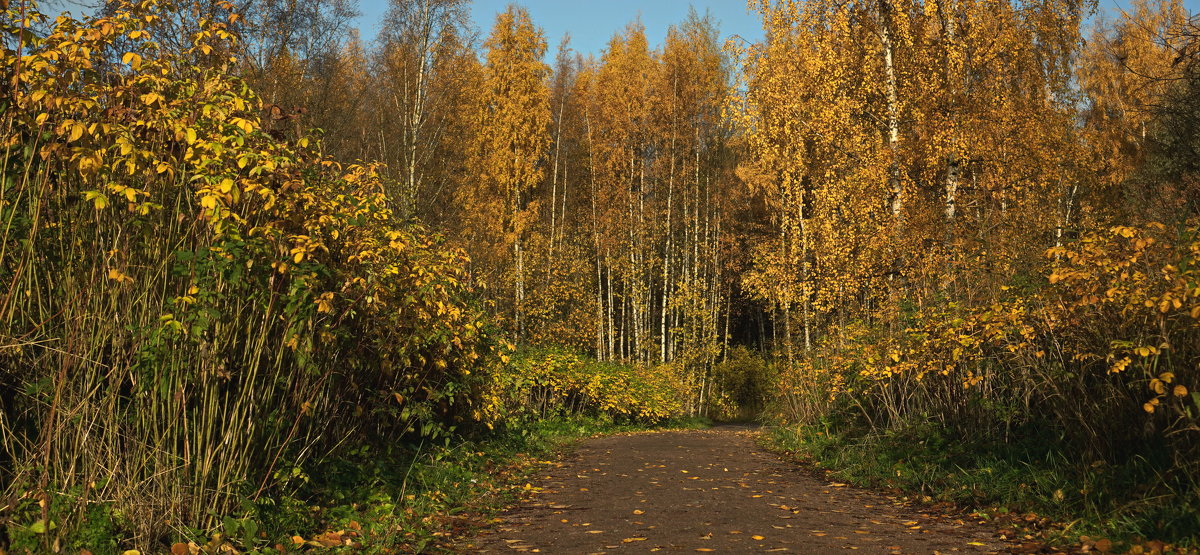 Аллея парка в осень пролегла - Владимир Гилясев