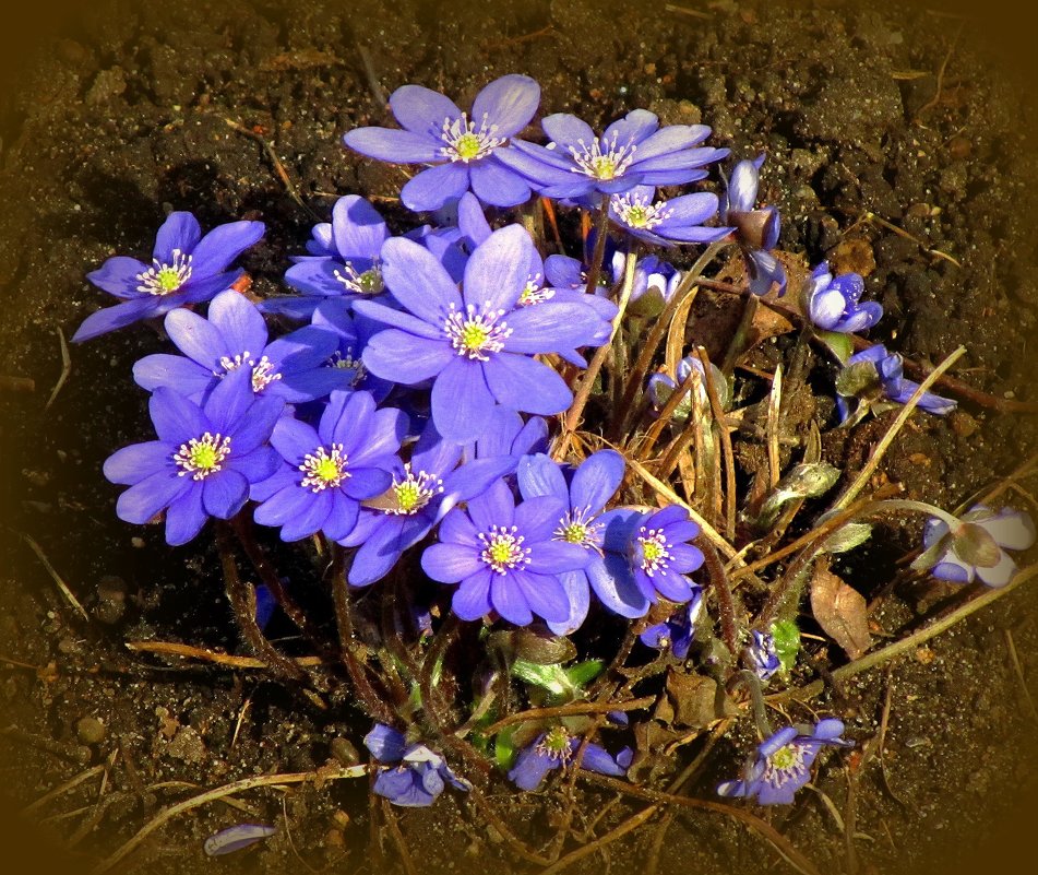 Синие цветочки - Сергей Карачин