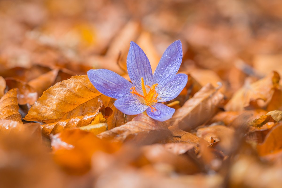 Безвременник, Колхидиум (лат. Colchicum), Осенний цвет. - Алексей Яковлев