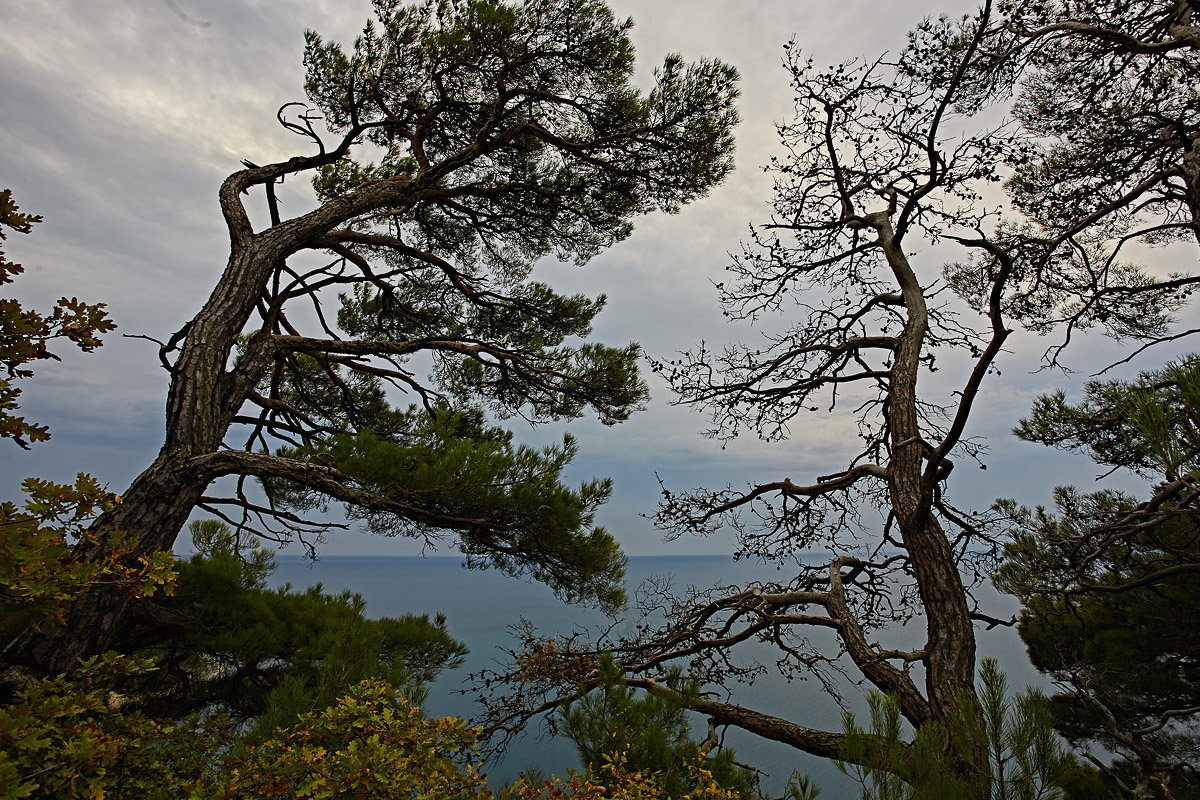 Деревья и море - Валерий Дворников