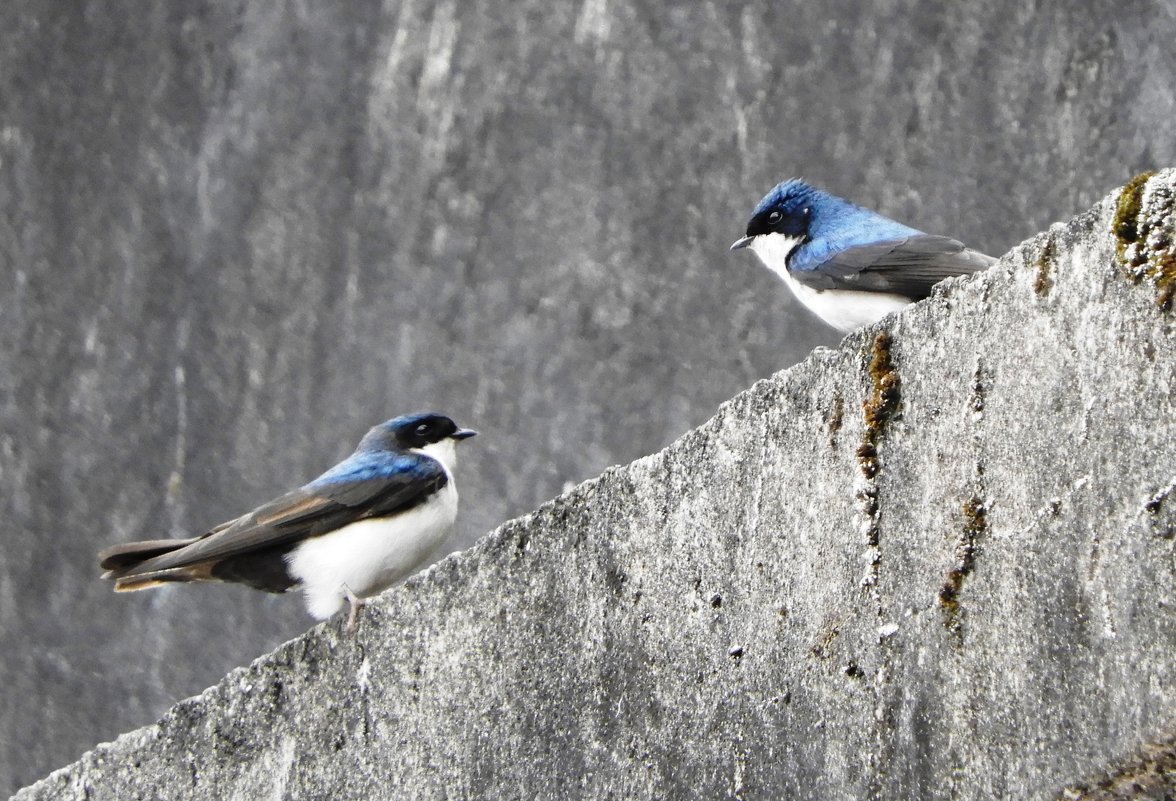 White-blue swallows - чудинова ольга 