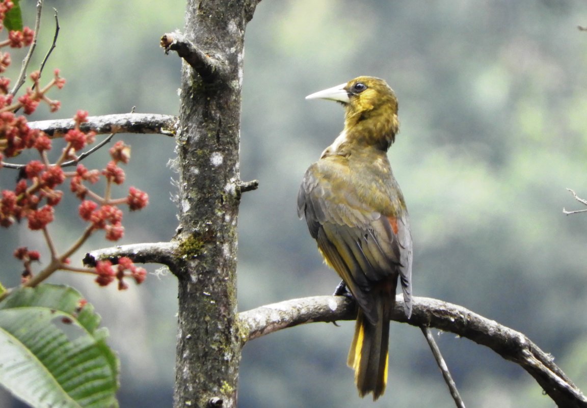 Russet-backed Oropendola - чудинова ольга 