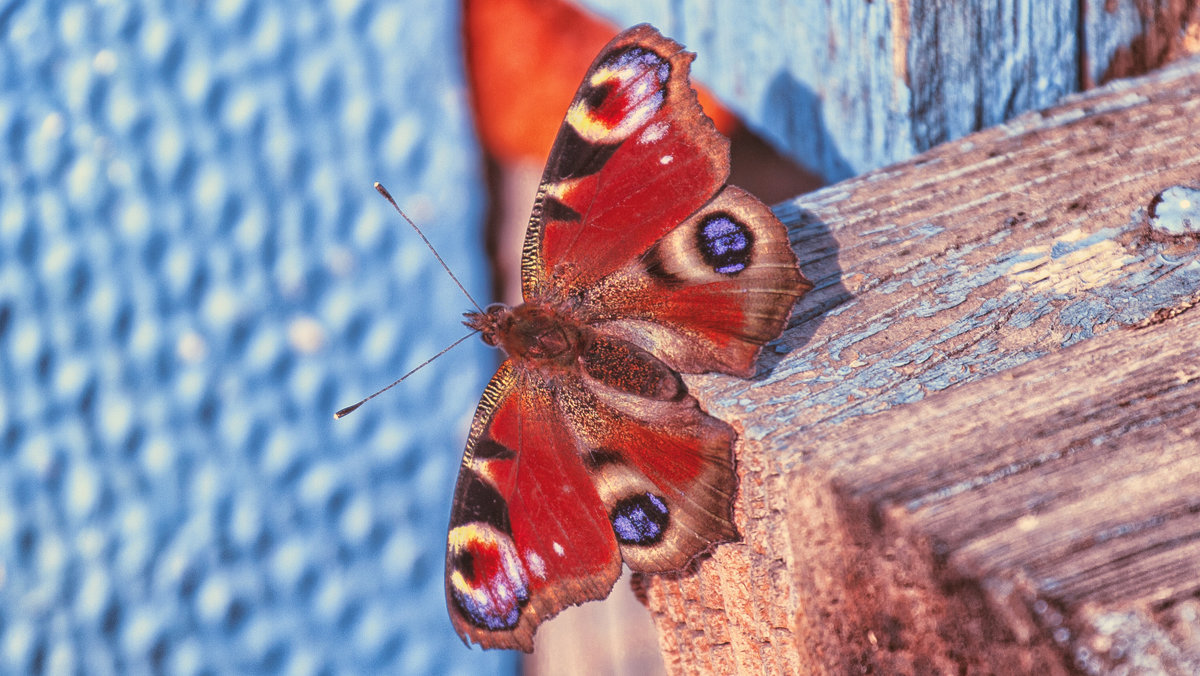 Butterfly - Денис 