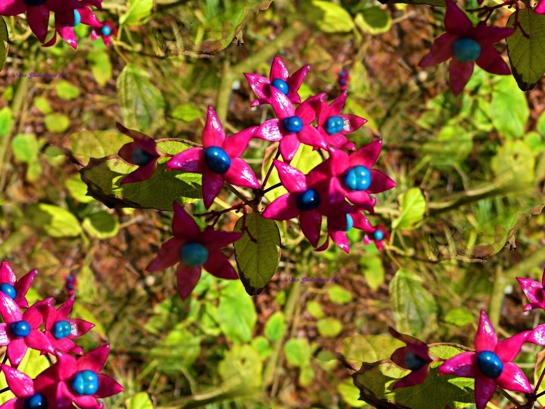 Clerodendrum trichotomum fargesii - Nina Yudicheva