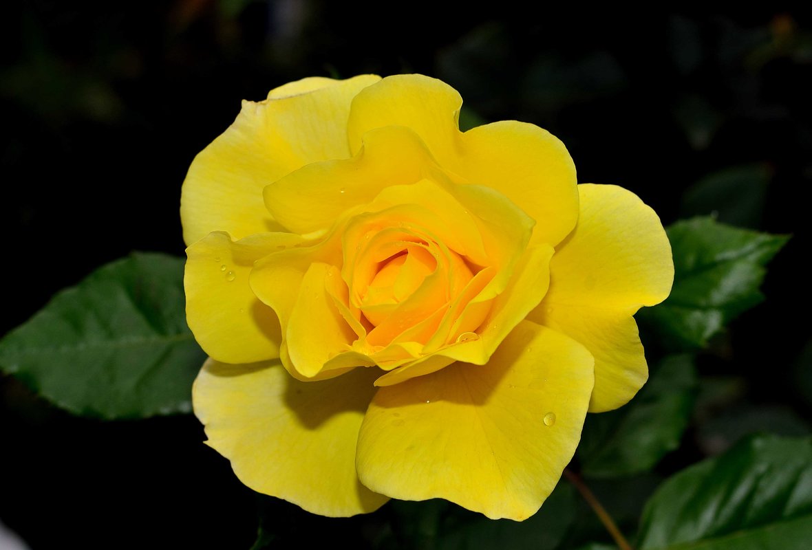 Желтая роза - Александр Стариков