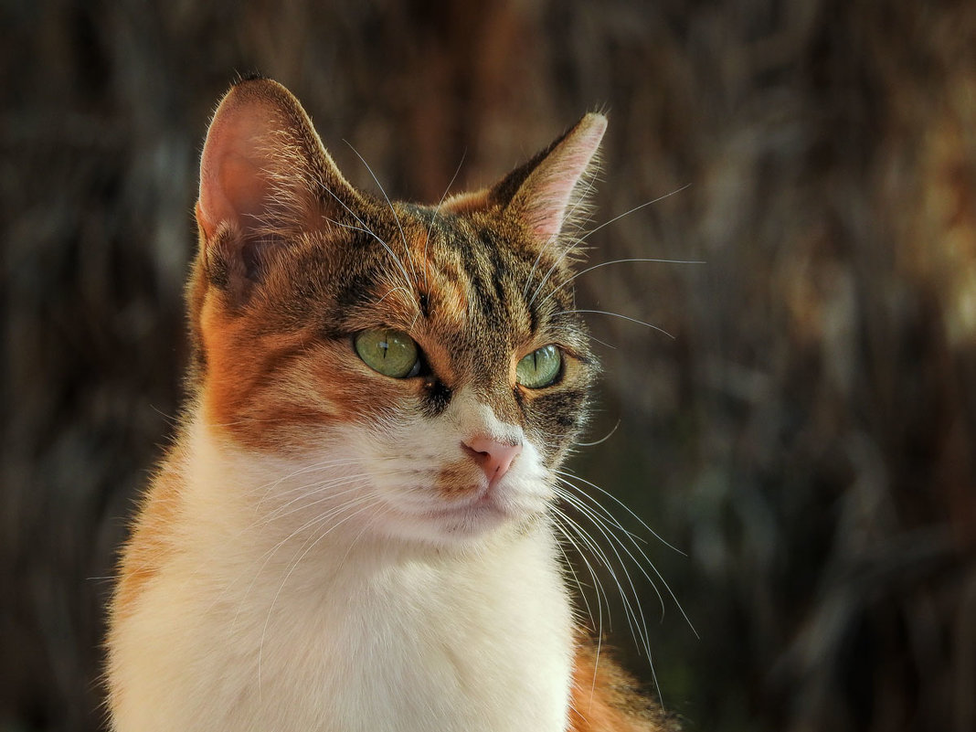 кошка - svabboy photo