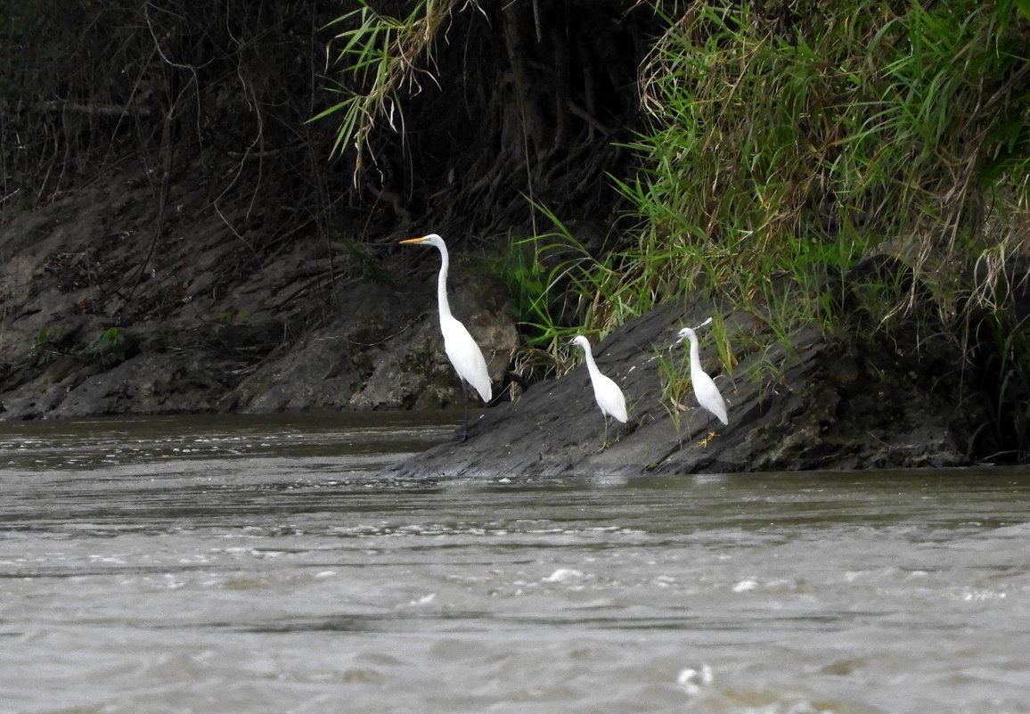 Great Egret - чудинова ольга 