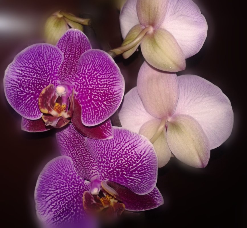 Орхидея-царица цветов - Юлия Закопайло