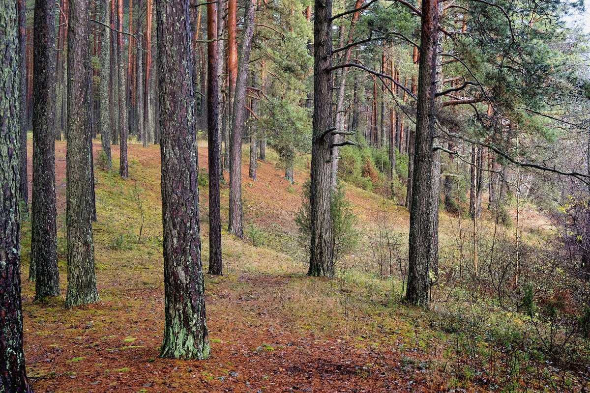 Ноябрьский лес - Kliwo 