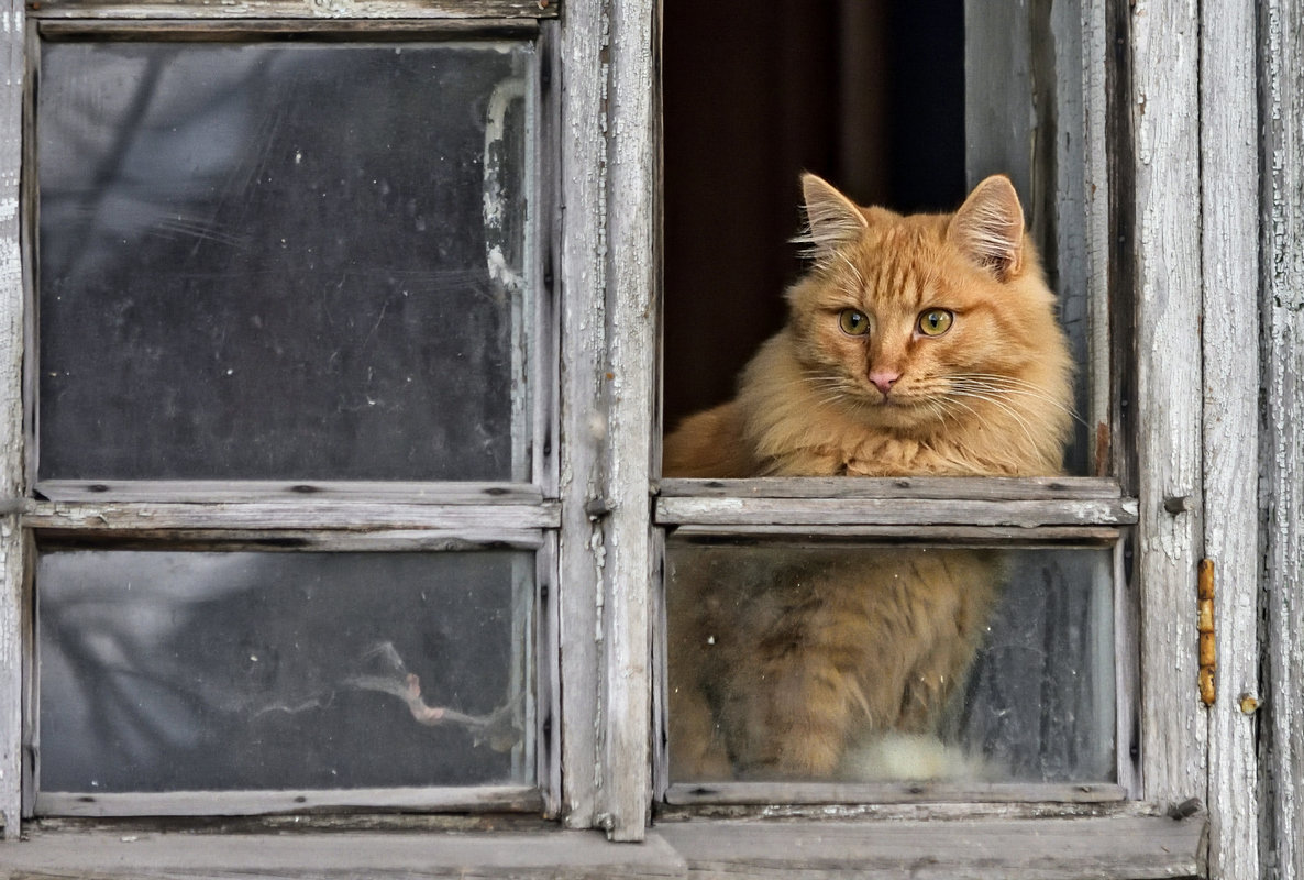 *** - Андрей 