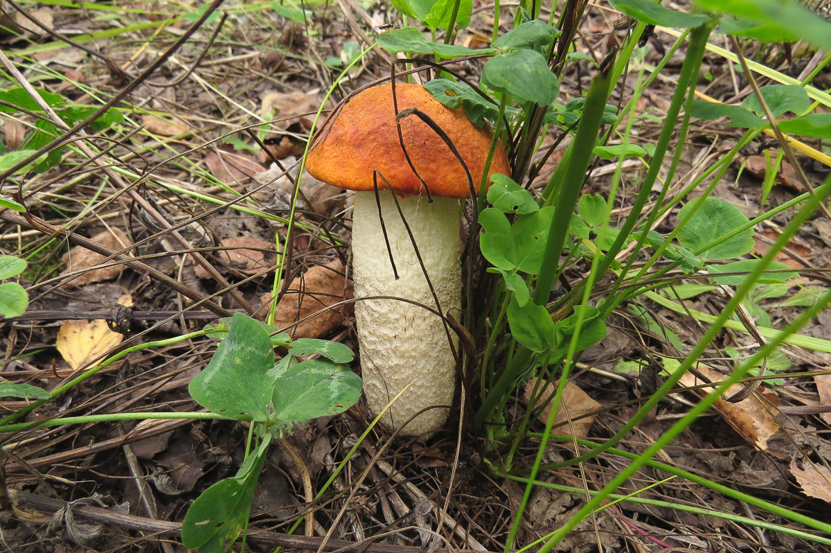 Подосиновик белоножковый - Leccinum albostipitatum - Людмила Василькова