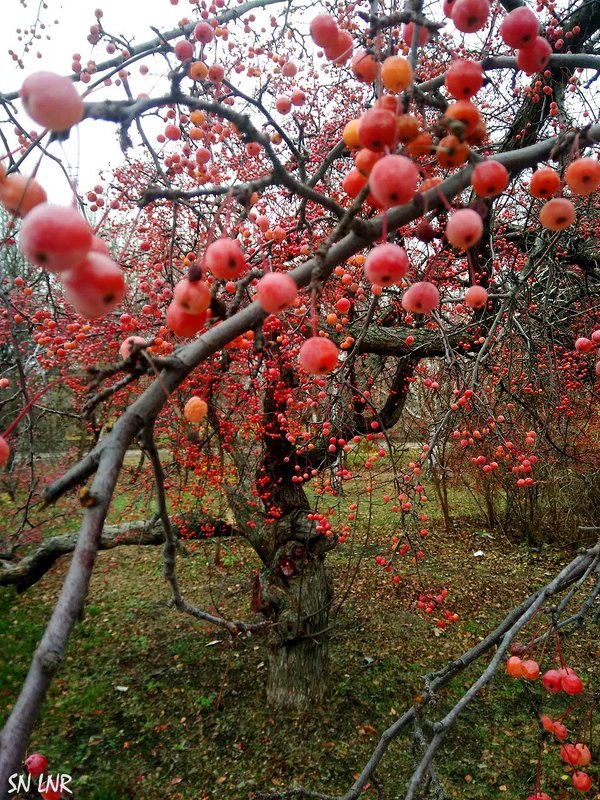 Эстафетацвета. Красный понедельник - удивительное дерево - Наталья (ShadeNataly) Мельник