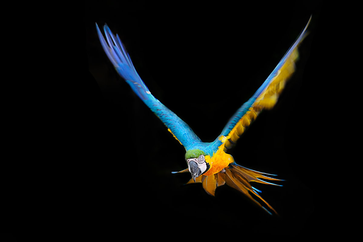 Попугай Ара - Валерий 