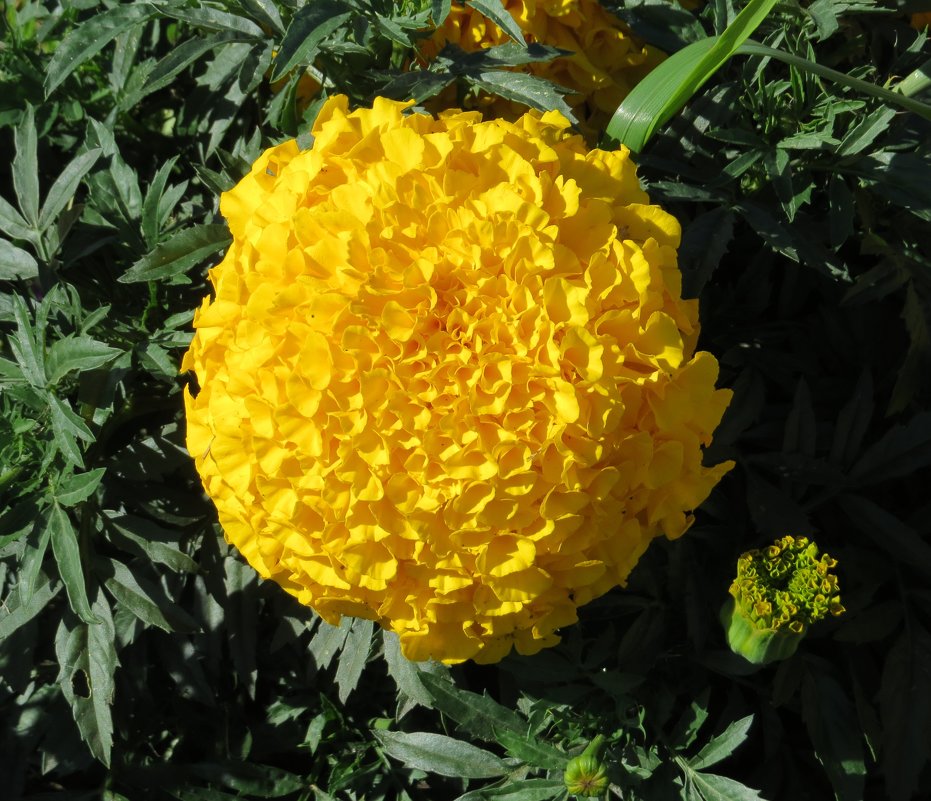 Солнечный цветок - Вера Щукина