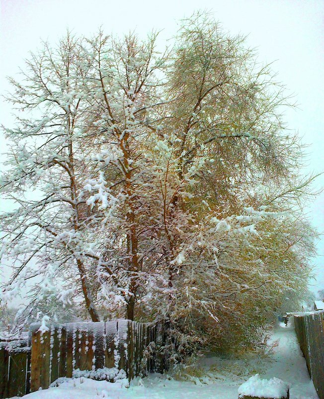 Снежное дерево - Милла Корн 