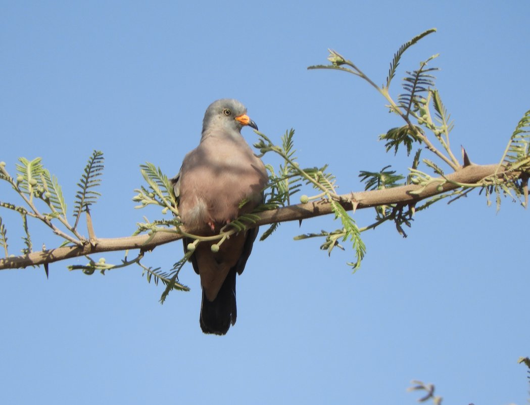 Croaking Ground -Dove - чудинова ольга 