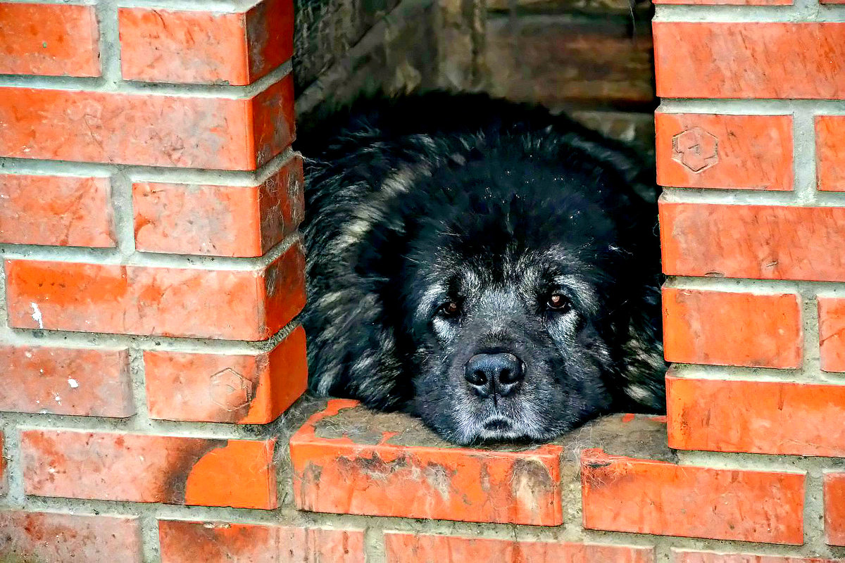 хозяин собаку из дома не (97) фото