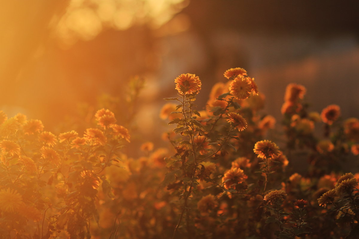 Солнечные цветы - Юрий Гайворонский
