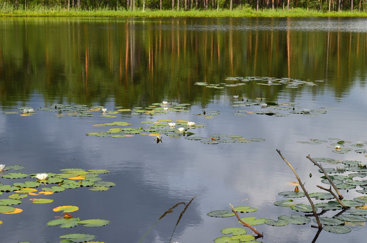 Озеро белых лилий - Сергей Мошков