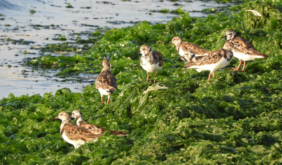 Ruddy Turnstone - чудинова ольга 