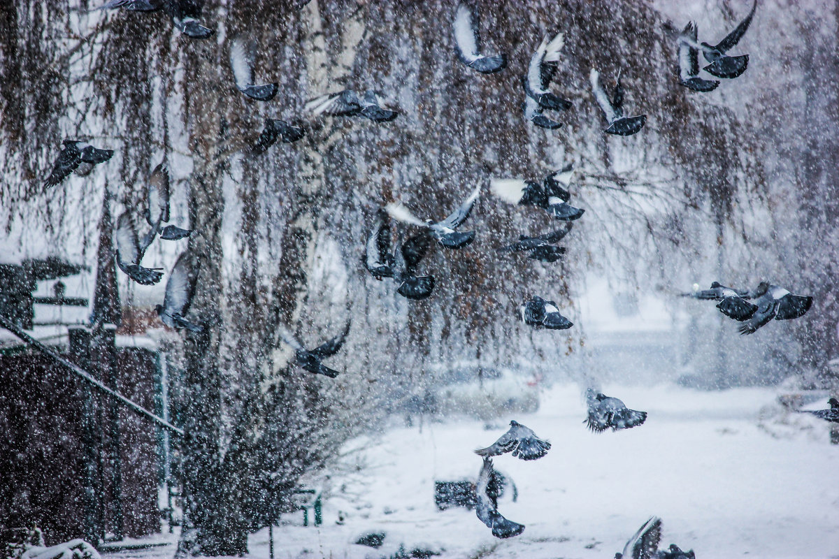 Голуби - Галинка 