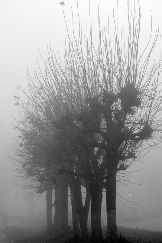 туман в городе - Надежда Водорезова