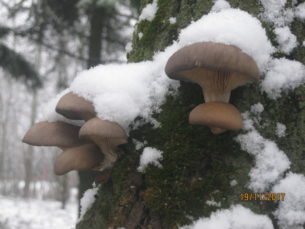 Зимняя вешенка гриб