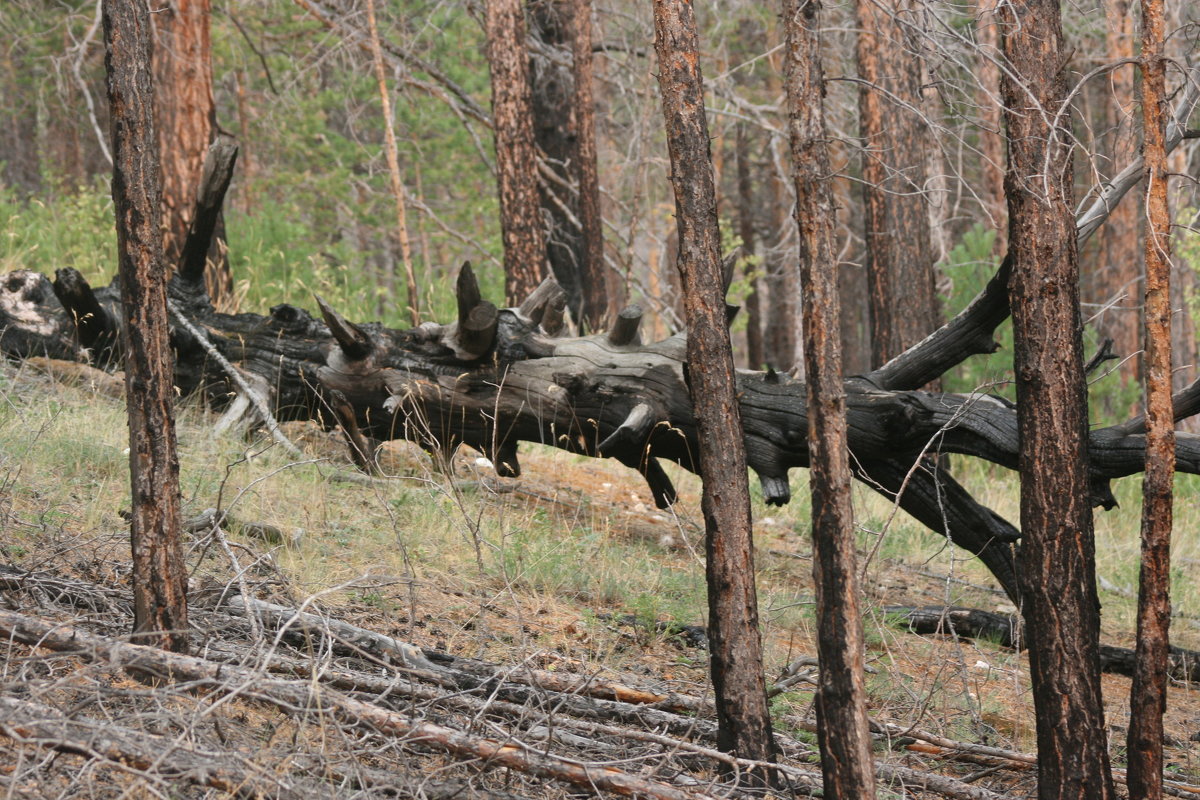 Последствие лесного пожара - Дмитрий Солоненко