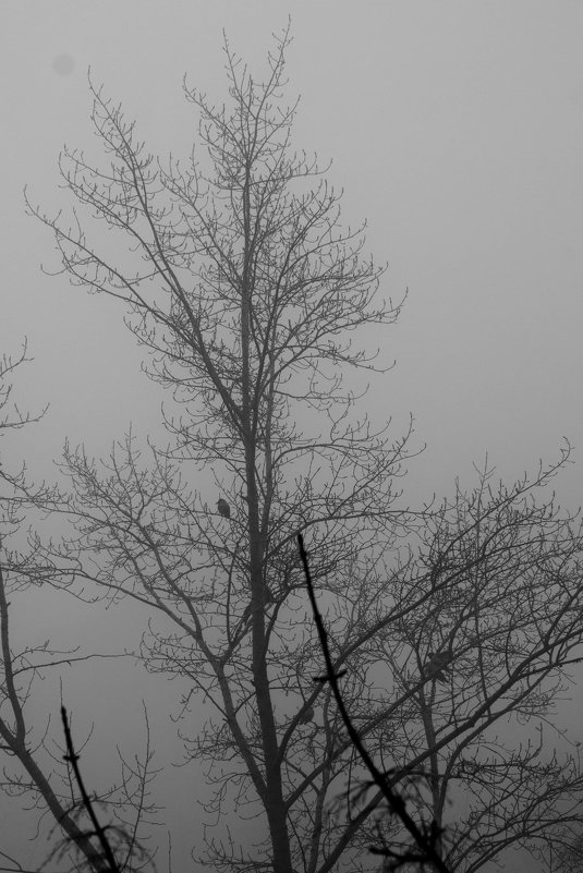 Туман в Самаре - Андрей 