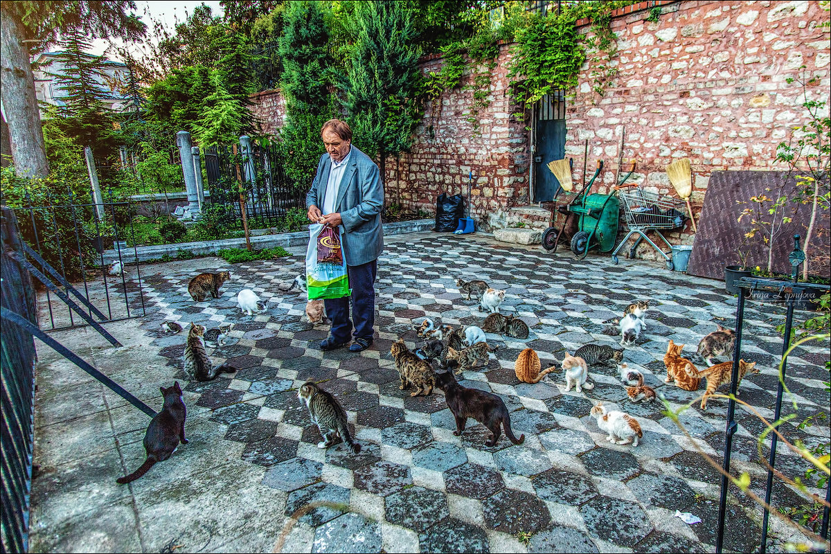 Кормление кошек при мечети Фатиха в Стамбуле - Ирина Лепнёва