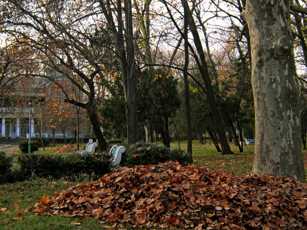 Сугробы листьев набросала осень - Людмила 