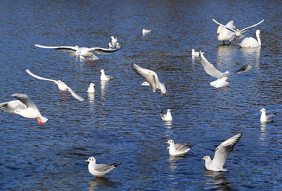 Чайки на озере в городском парке - Маргарита Батырева