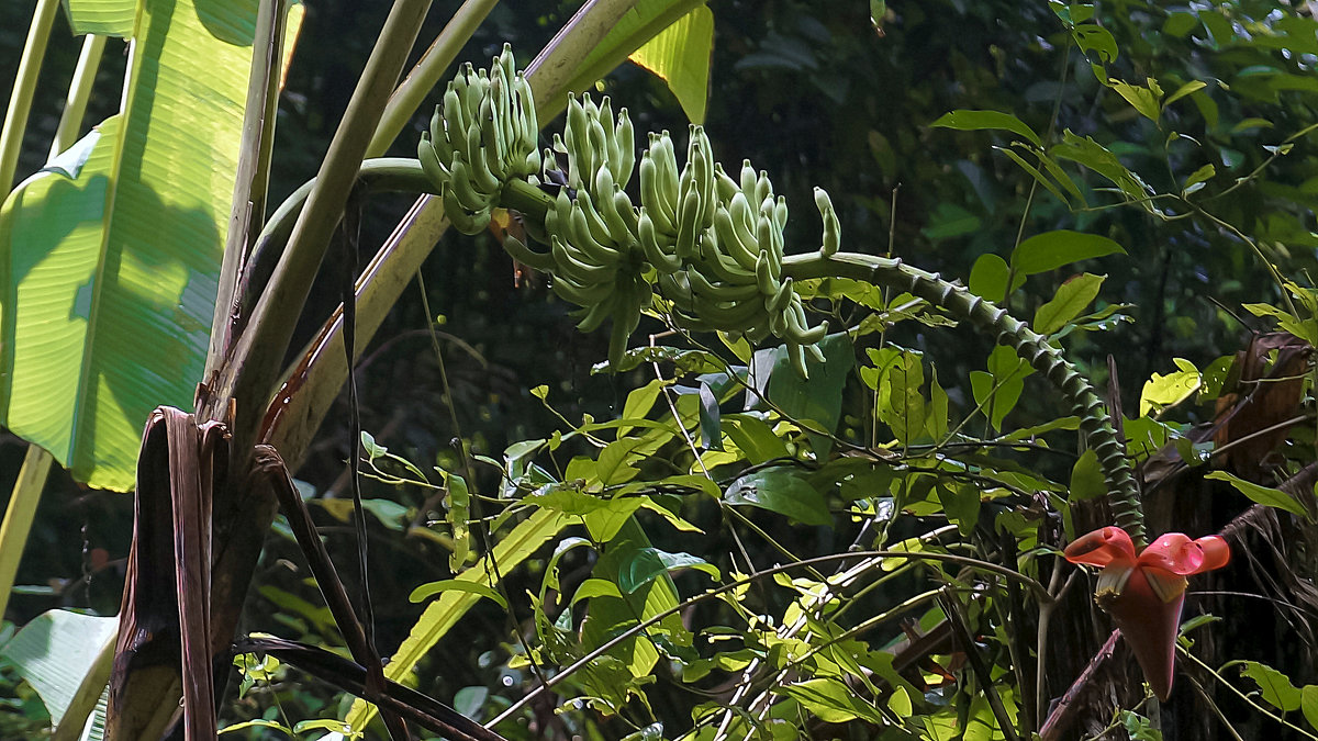 Бананы, bananas (тайское название — kluai ). - Elena Izotova