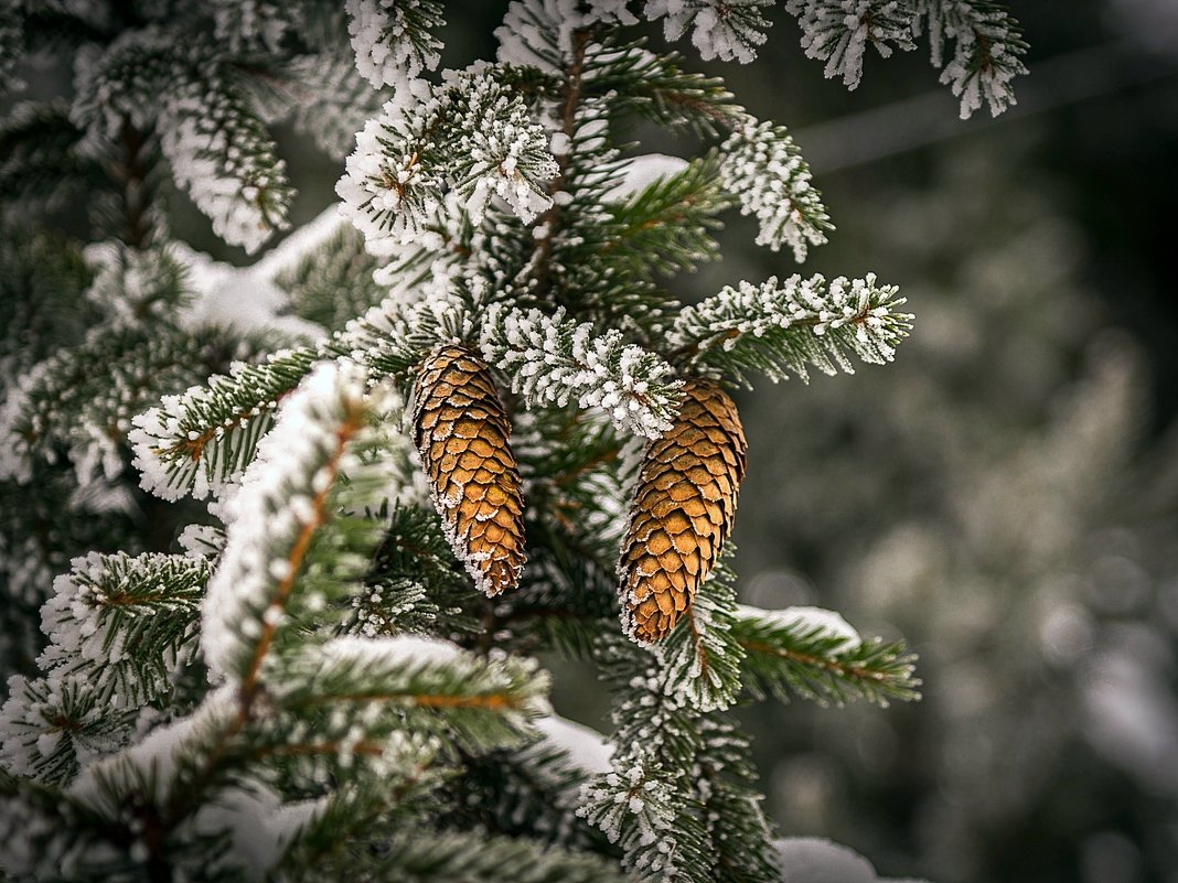 * - Александр Тулупов