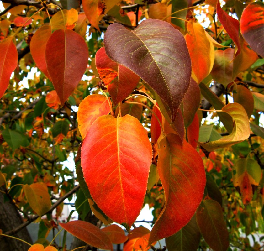 Осенние краски - Natali 