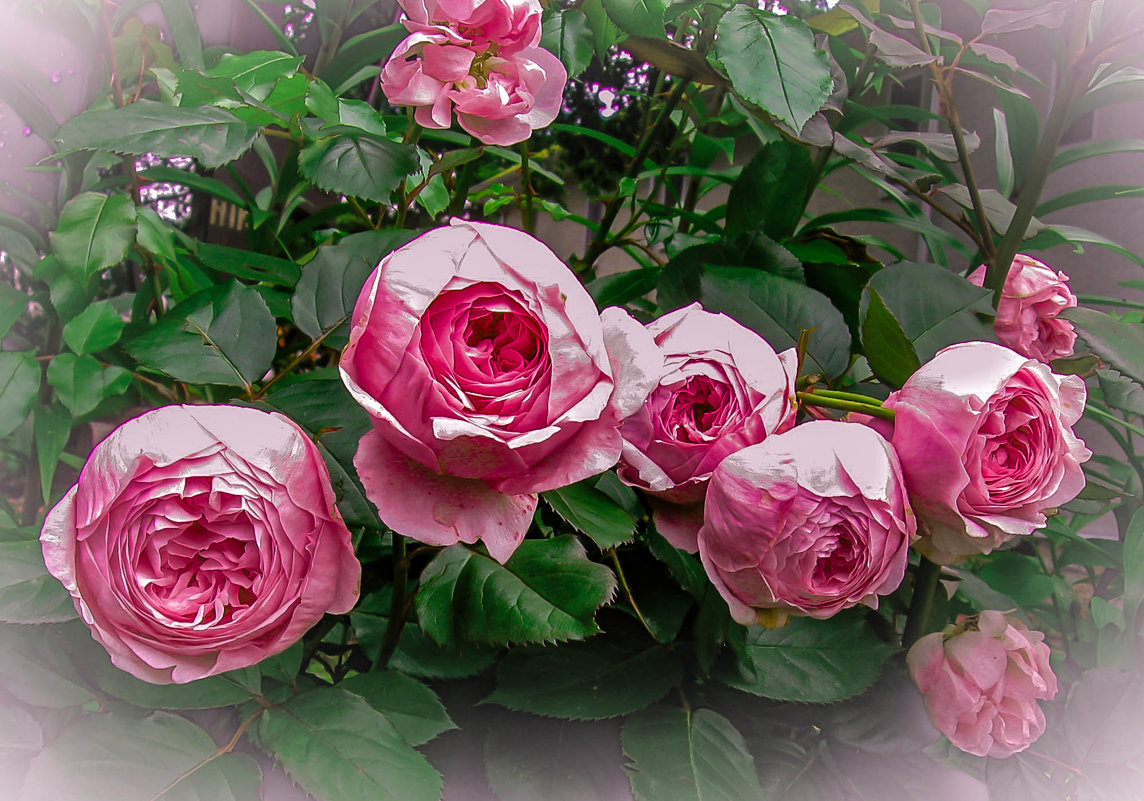 Розы - Мария Богуславская