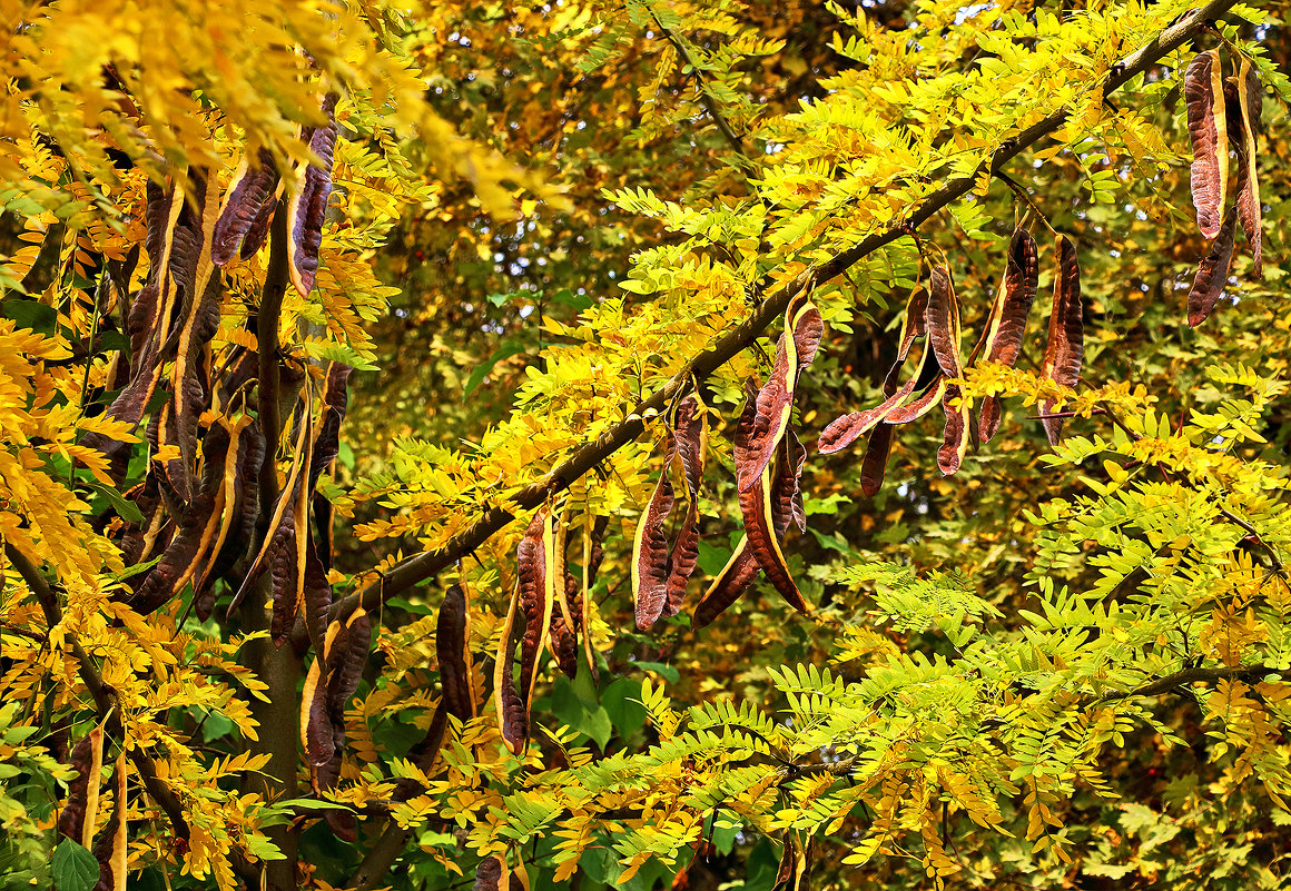 Осень в ботаническом саду - Светлана 