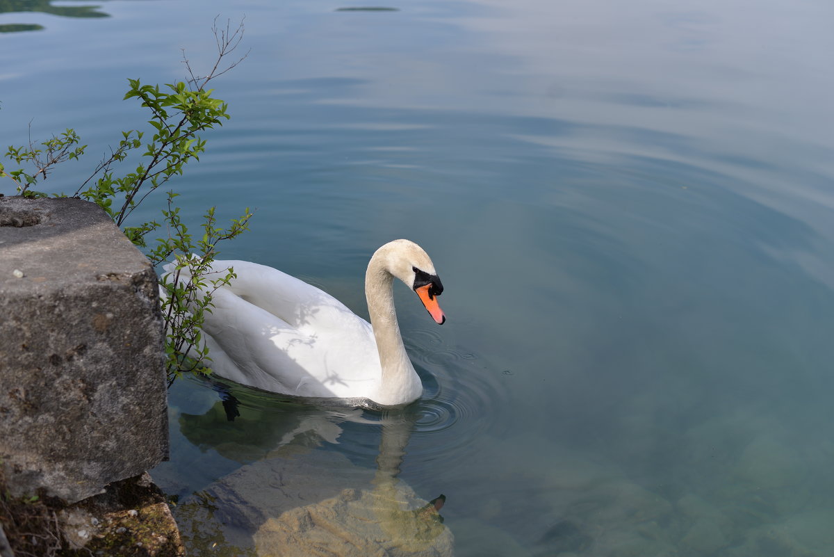 Озеро Блед, Словения - Alex FA