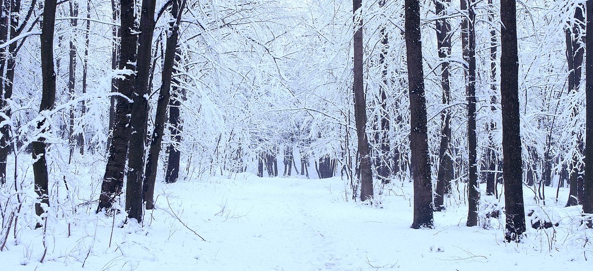 Снег в лесу - Ярослав Адамов