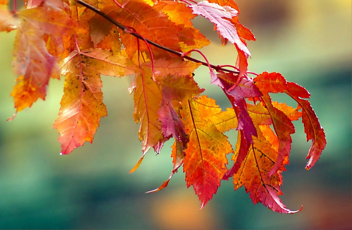 Осенние листья-2 - Gene Brumer