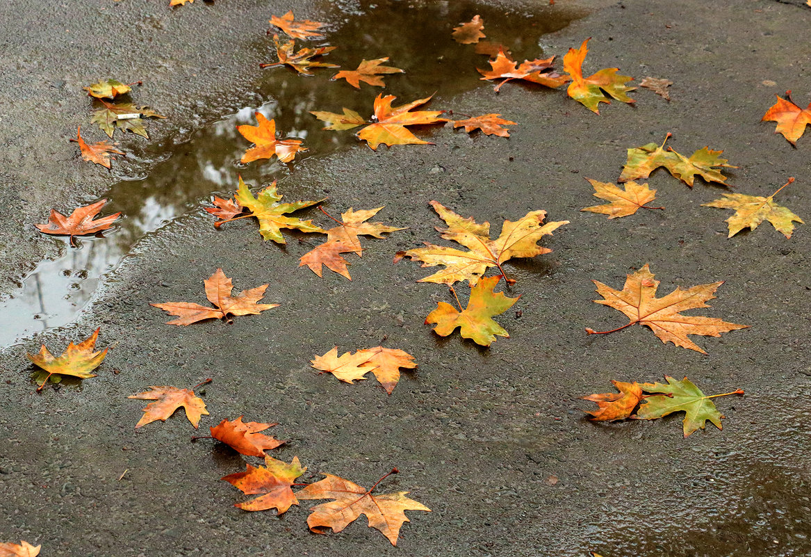 Разбросала Осень листья по асфальту... - Светлана 